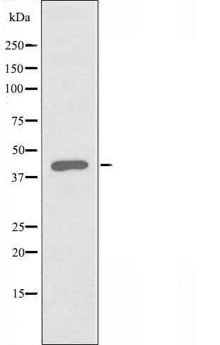 PSMD11 Antibody