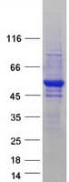 Human CSTF1 Protein (Recombinant Myc-DDK (Flag))