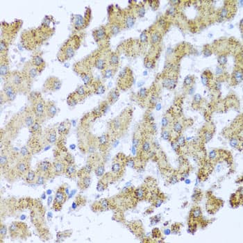 MOK / RAGE Antibody