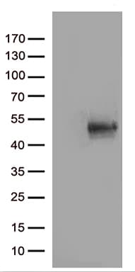 Monoclonal Mouse anti-Human CD80 Antibody (clone OTI8E9, aa35-242+Mouse, WB)