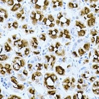 GHRH Antibody