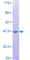 Human RAB1B Protein (Recombinant GST)