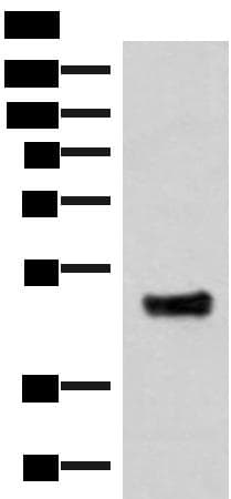 IRX5 Antibody