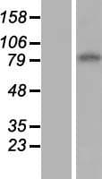 SLC29A1 / ENT1 Protein (Over-Expression Lysate Myc-DDK (Flag))
