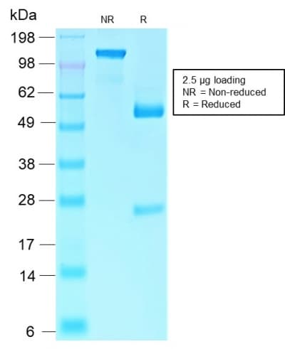 Recombinant Monoclonal Rabbit anti-Human RB1 / Retinoblastoma / RB Antibody (clone RB1/2313R, Azide-free,Carrier-free, IHC)