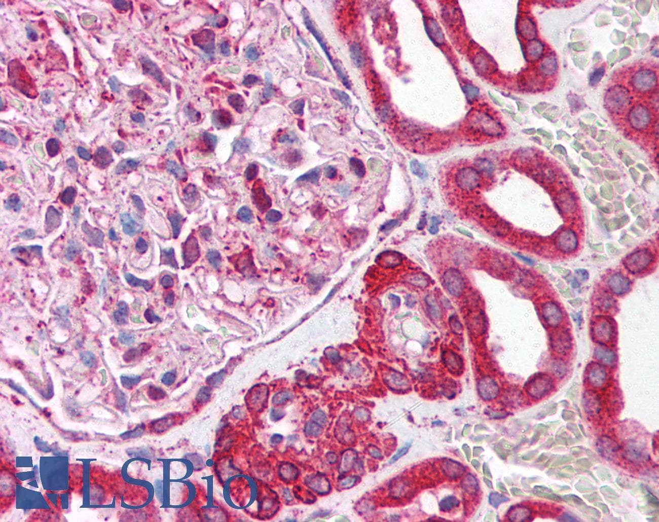 Polyclonal Rabbit anti-Human NUCB1 / Nucleobindin Antibody (C-Terminus, IHC, WB)