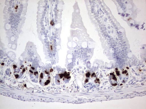 BrdU Antibody (clone 4A3)