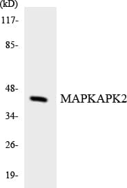 MAPKAPK2 / MAPKAP Kinase 2 Antibody (aa217-266)