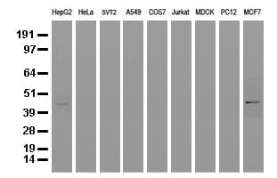 SERPINB4 / SCCA1+2 Antibody (clone UMAB16, Carrier-free)