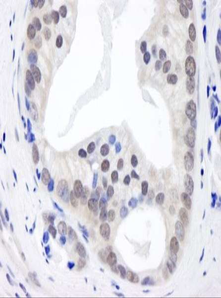 COPS3 / CSN3 Antibody (aa325-375)