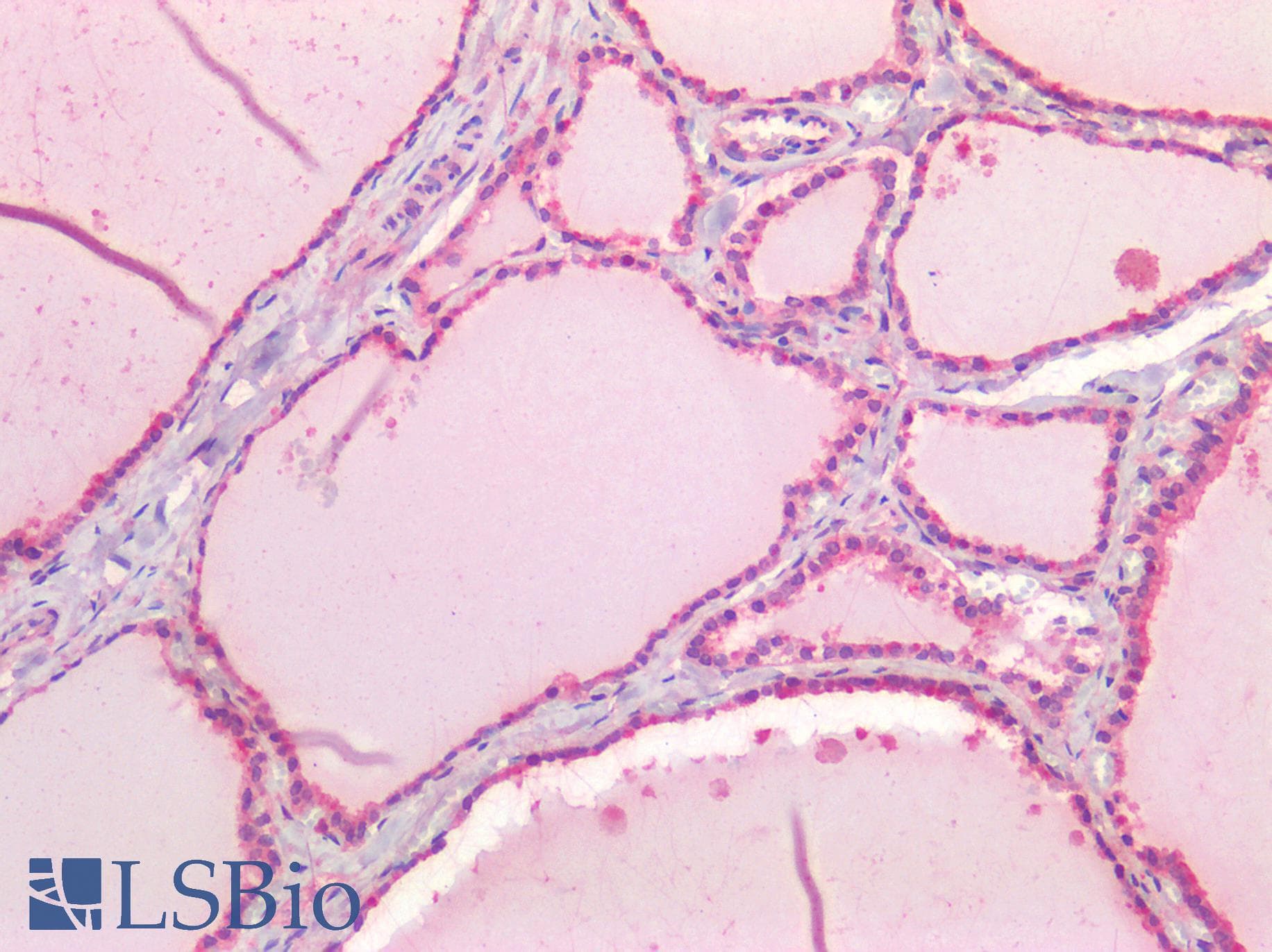PathPlus™ USP19 Antibody