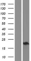 CHAC2 Protein (Over-Expression Lysate Myc-DDK (Flag))
