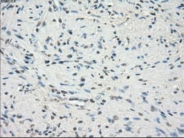 FCGR2 / CD32 Antibody (clone OTI13G9)
