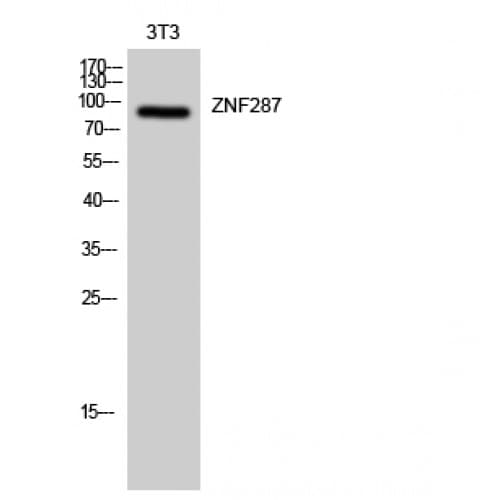 Polyclonal Rabbit anti-Human ZNF287 Antibody (210-290 aa, Internal, IHC, WB)