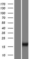 C10orf53 Protein (Over-Expression Lysate Myc-DDK (Flag))