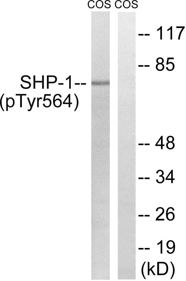 PTPN6 / SHP1 Antibody (phospho-Tyr564)