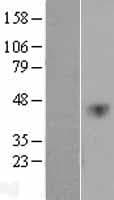 Human VEGFC Protein (Over-Expression Lysate Myc-DDK (Flag))