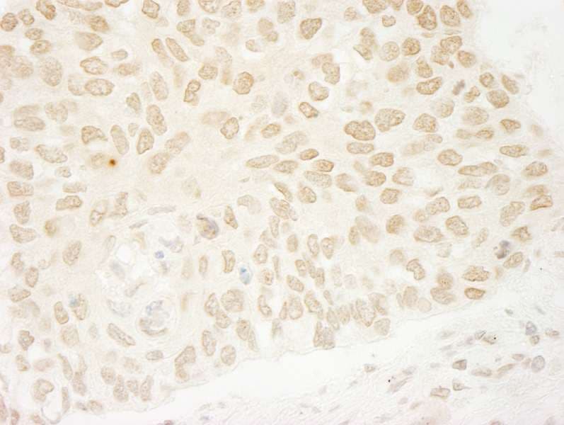 USP37 Antibody (aa930-C-term)