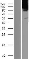 CAND2 / TIP120B Protein (Over-Expression Lysate Myc-DDK (Flag))