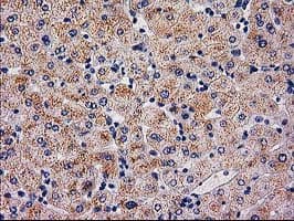 SERPINB4 / SCCA1+2 Antibody (clone OTI4C8)