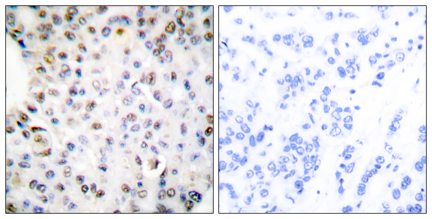 RXRG Antibody (aa171-220)