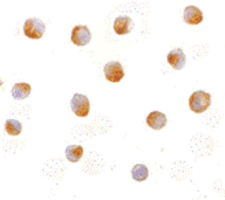 DFFB Antibody
