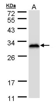 RANBP1 Antibody (aa1-201)