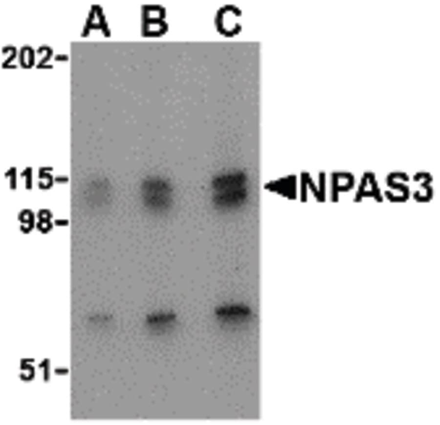 IHC-plus™ NPAS3 Antibody