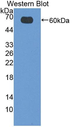 CD19 Antibody (aa19-287, Cy3)