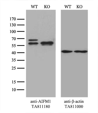 AIFM1 / AIF / PDCD8 Antibody (aa134-483, clone OTI8B8)