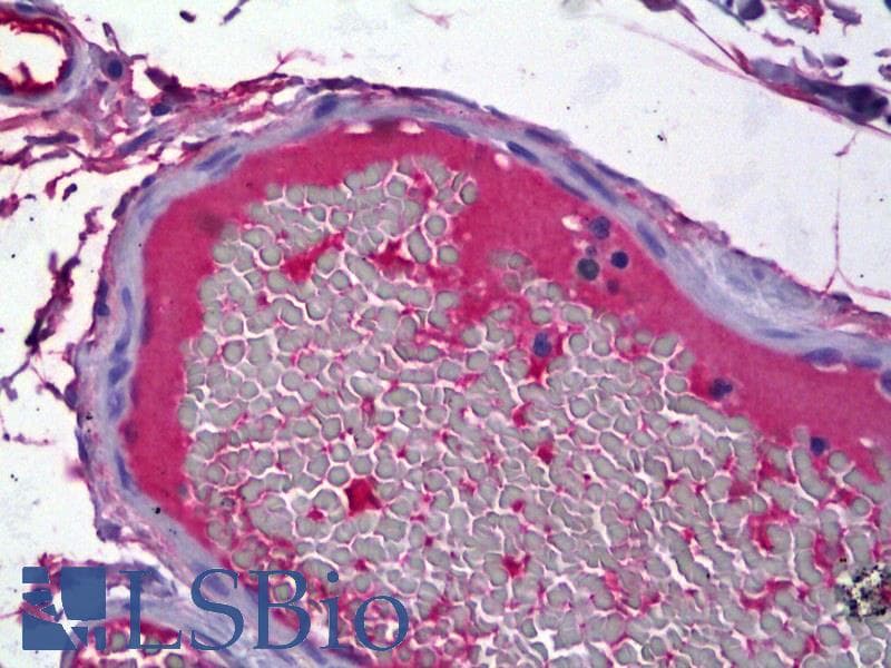 IHC-plus™ FGB / Fibrinogen Beta Chain Antibody (aa330-357)
