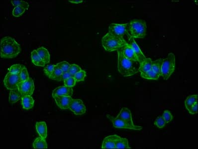 ACTA1 / Skeletal Muscle Actin Antibody