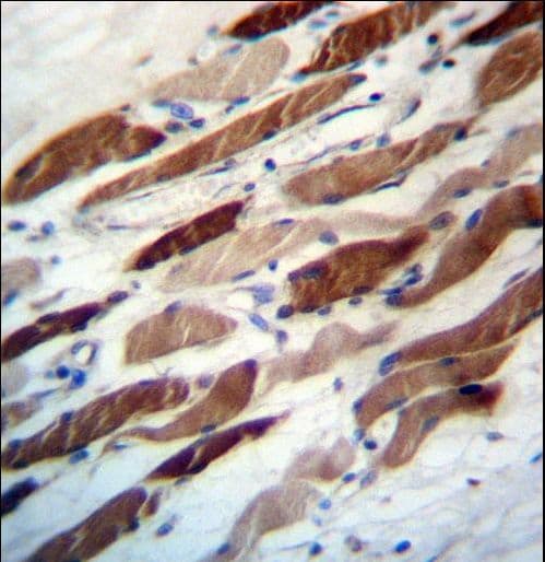 Polyclonal Rabbit anti-Human WIPI2 Antibody (aa4-32, IHC, WB)
