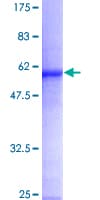 Human FMO5 Protein (Recombinant GST)