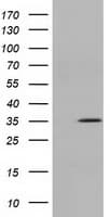 SDR9C7 Antibody (clone OTI7F9)