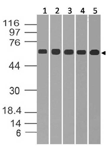 GAD1 / GAD67 Antibody