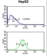 IHC-plus™ BAF53B / ACTL6B Antibody (aa42-70)