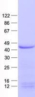 Human CCNDBP1 / GCIP Protein (Recombinant His, N-Terminal)