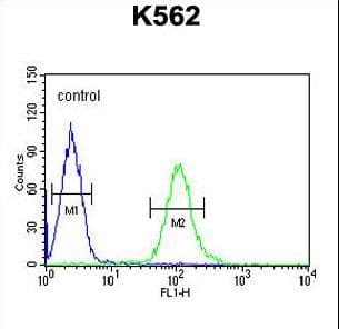 Polyclonal Rabbit anti-Human UBAC1 / KPC2 Antibody (aa264-292, IHC, WB)