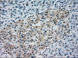 NRBP1 / NRBP Antibody (clone OTI2A5)