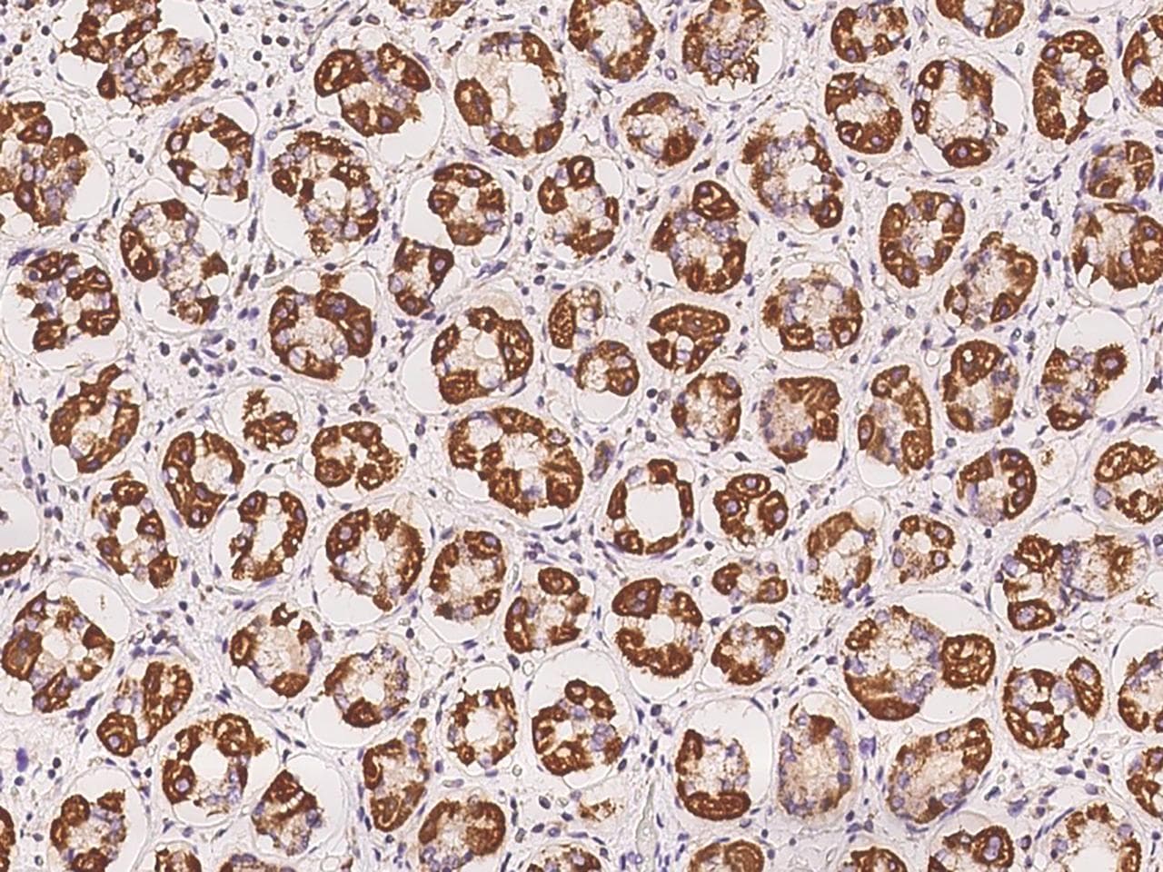 ARMC1 Antibody