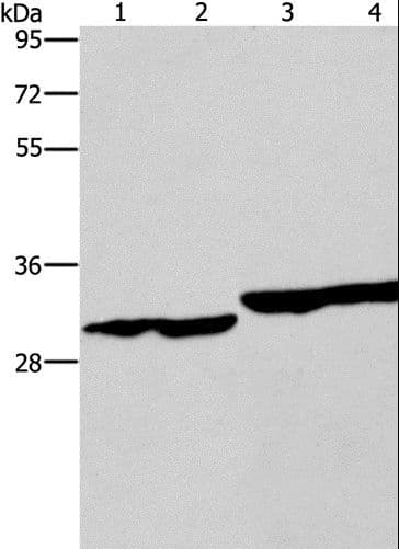 DECR1 Antibody