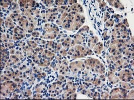 EIF2B3 Antibody (clone OTI1A4)