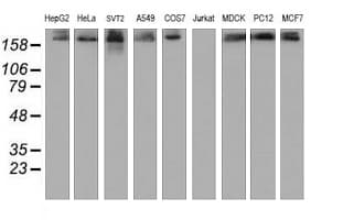 USP9X / FAM Antibody (aa2246-2570, clone OTI2B4)