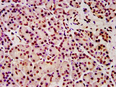 HIST1H4I Antibody