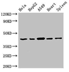 EIF3M / PCID1 Antibody