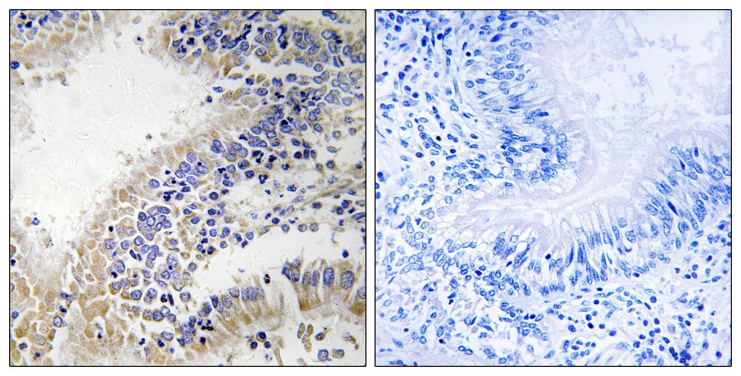 DHODH Antibody