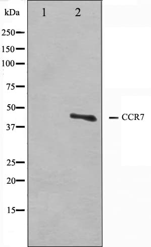 Polyclonal Rabbit anti-Human CCR7 Antibody (IF, WB)