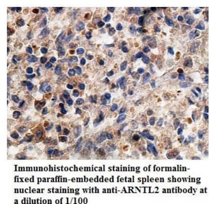 BMAL2 / ARNTL2 Antibody (aa14-206)