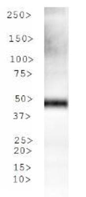 TPH2 Antibody (DY650)